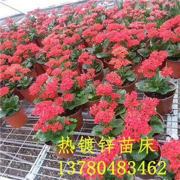 <a href='/' target='_blank'><a href='http://m.services-voyage.com/miaochuangsheshi/203.html'target='_blank'>花架網(wǎng)</a></a> <a href='/' target='_blank'><a href='http://m.services-voyage.com/miaochuangsheshi/203.html'target='_blank'>花架網(wǎng)</a></a>