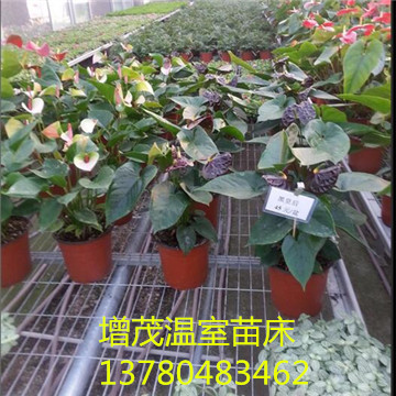 <a href='/' target='_blank'><a href='/' target='_blank'>溫室苗床</a>網(wǎng)</a>廠家 <a href='/' target='_blank'><a href='/' target='_blank'>溫室苗床</a>網(wǎng)</a>廠家